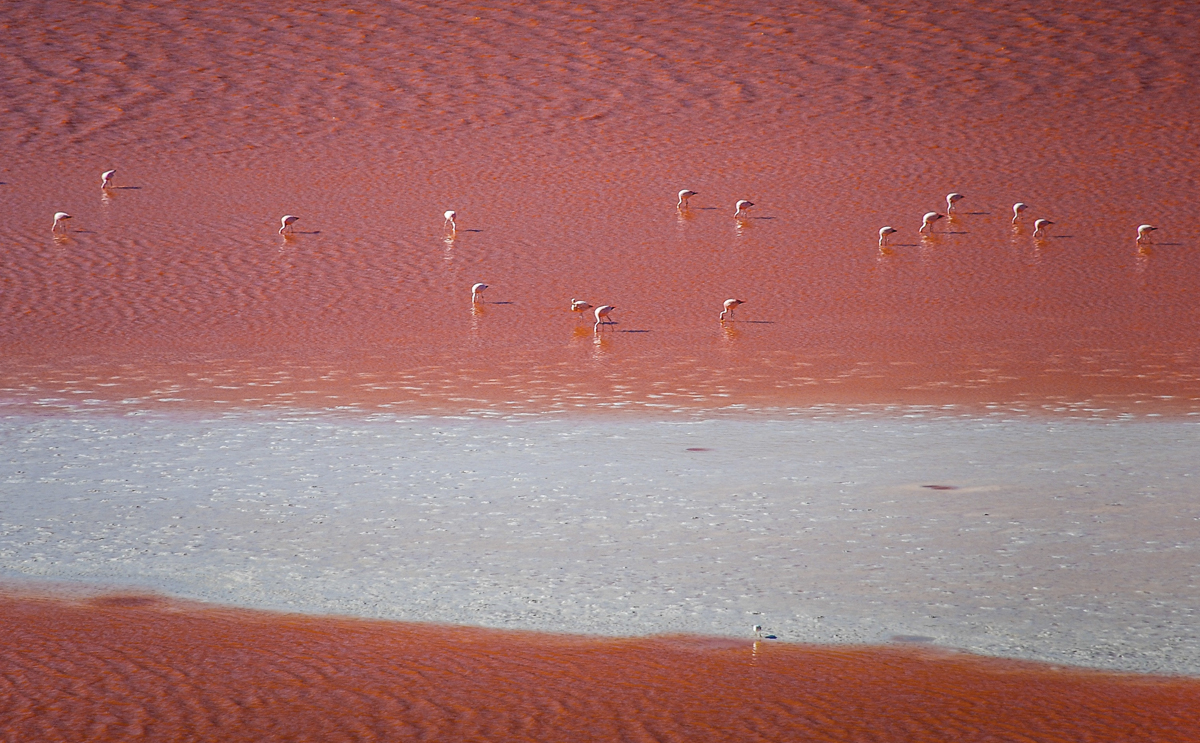 Greater flamingos in Torrevieja