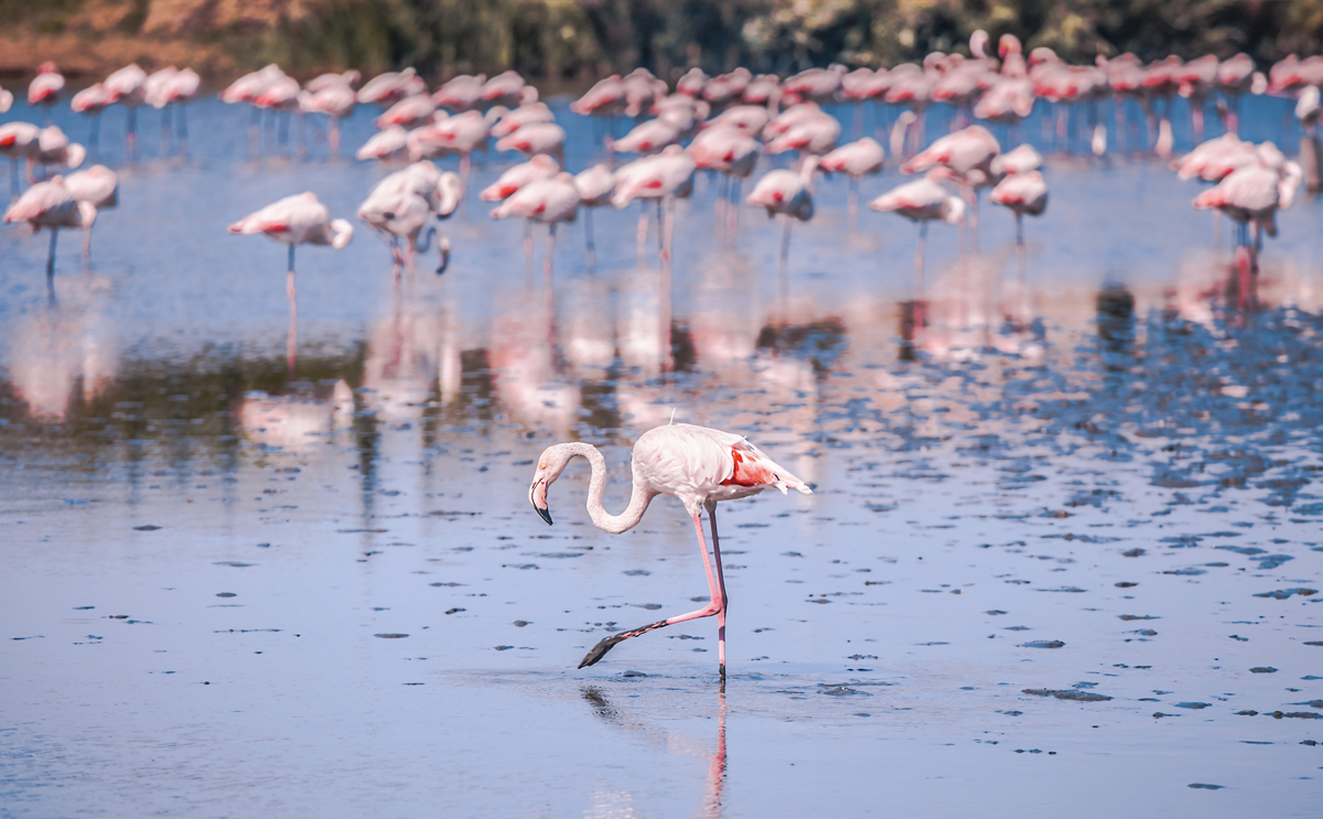 Greater flamingos in Torrevieja