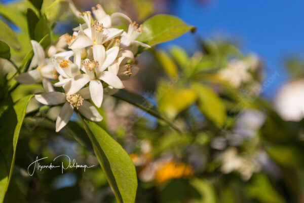 Playa Flamenca, Flower Power